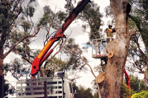 Tree Removal