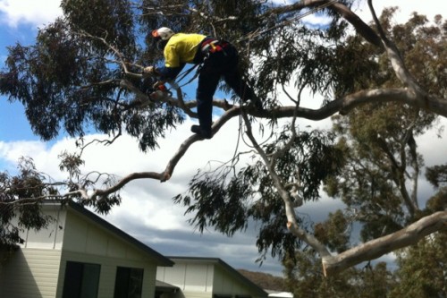 Tree Pruning